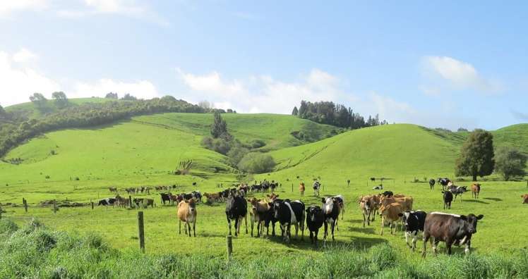 48 Barber Road Otewa_23