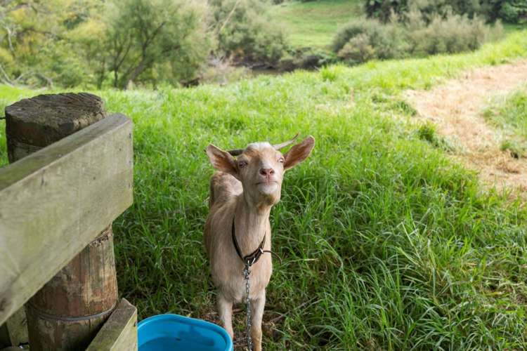 8 Ormsby Road Pirongia_19