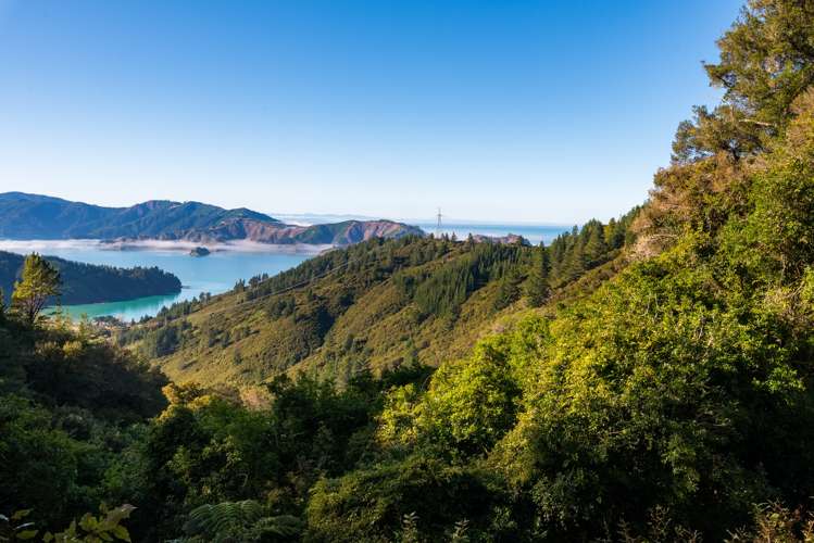 2464 Port Underwood Road Port Underwood_10