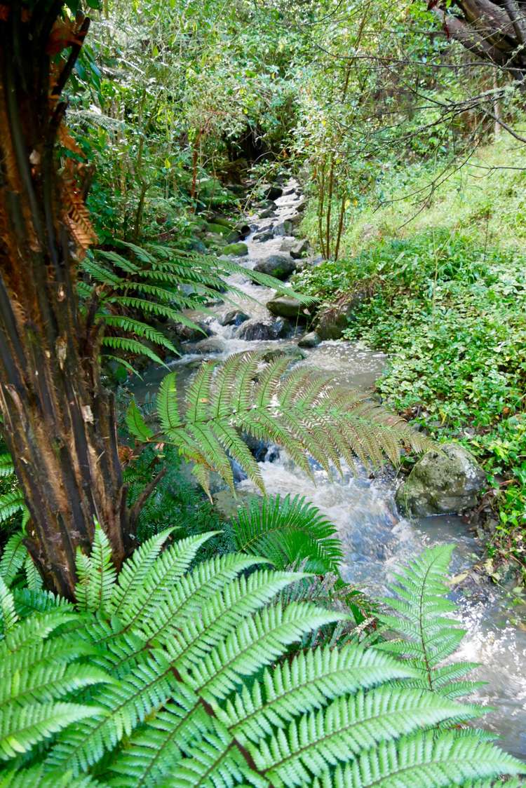 885 Governors Bay Road Te Rapaki-o-Te Rakiwhakaputa_8