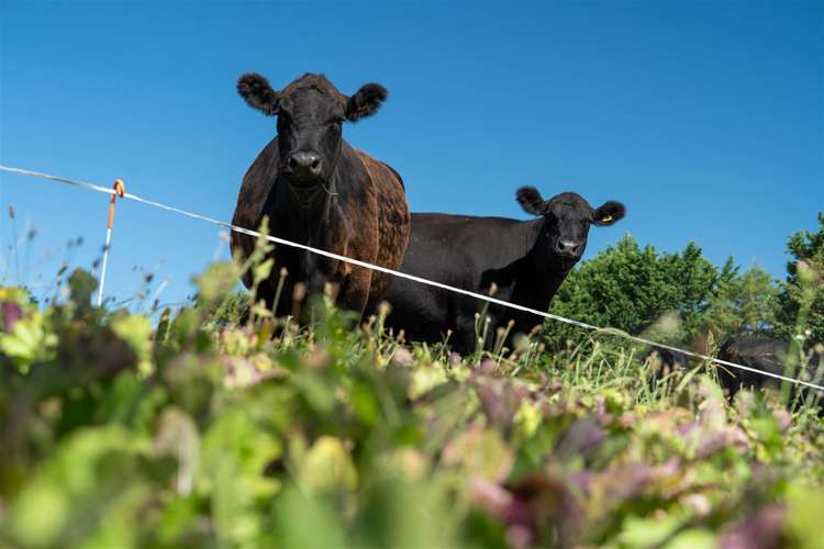 127 Redwood Valley Road Redwood Valley_4