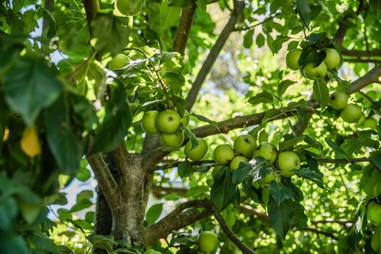 26 The Circle Nukuhau_24