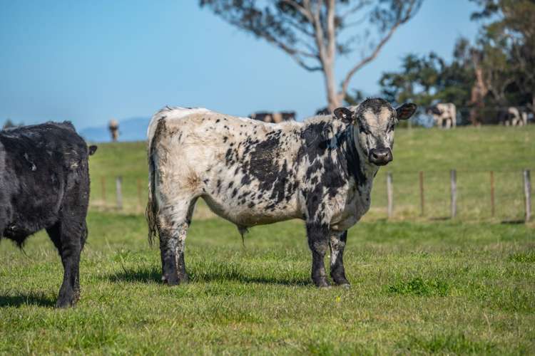 266 Rangiora Leithfield Road Sefton_27