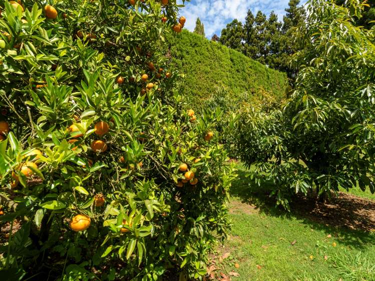 69 Francis Road Whakamarama_20