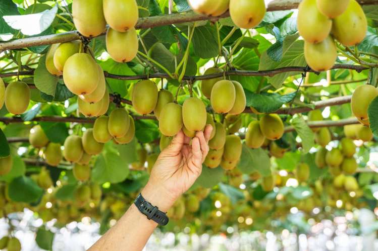 163C Western Drain Road Edgecumbe_2