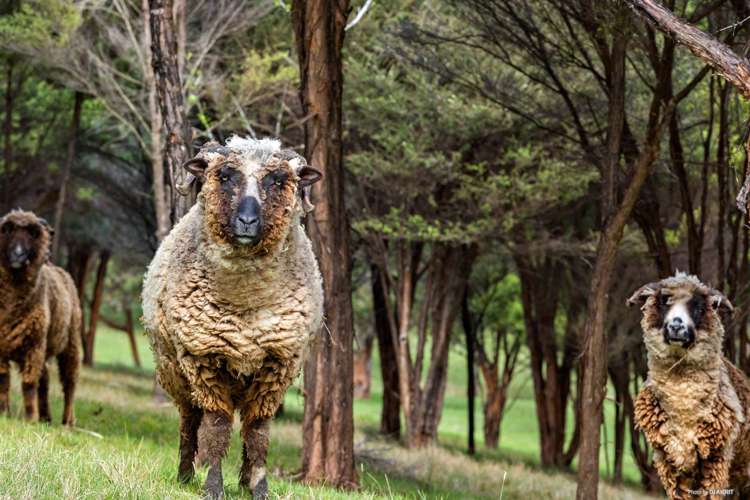 79 Paremoremo Road Lucas Heights_17