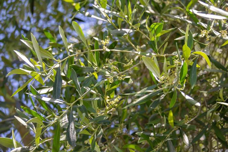 178 Main Street Greytown_18