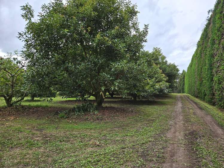 400 Te Matai Road Te Puke_11