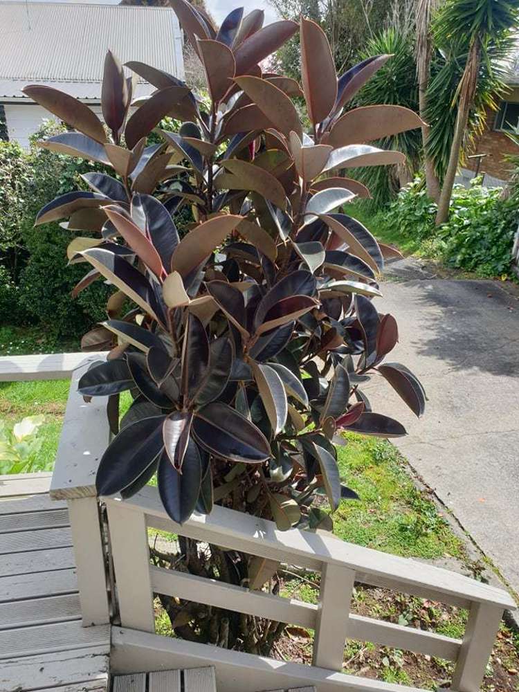 84b Victoria Street Pukekohe_9