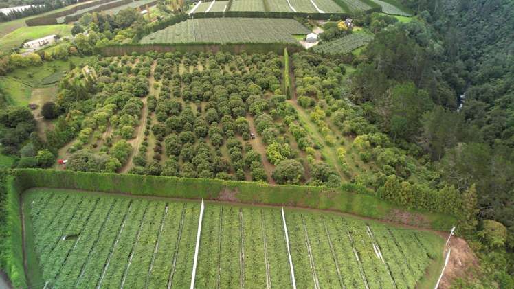 400 Te Matai Road Te Puke_2