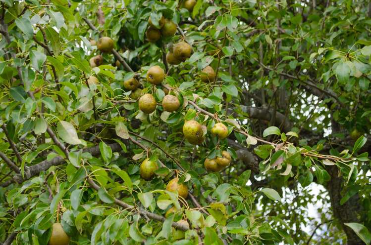 23 South Road Masterton_14