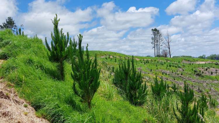 Lot 7/49 Kamea Place Maungaturoto_18