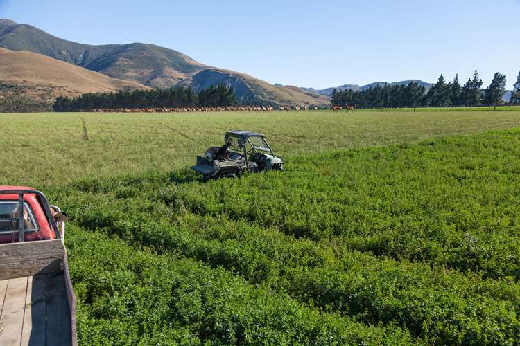 3276 Inland Kaikoura Road Stag And Spey_9