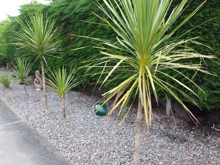 18 Norton Street Foxton Beach_11