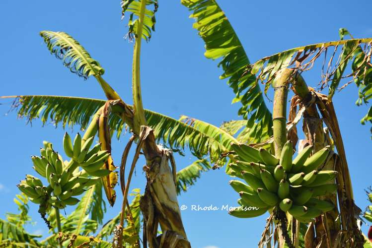 339 Linton Road Maungaturoto_26