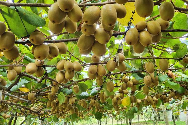 36 Eden Road Pukekohe_5