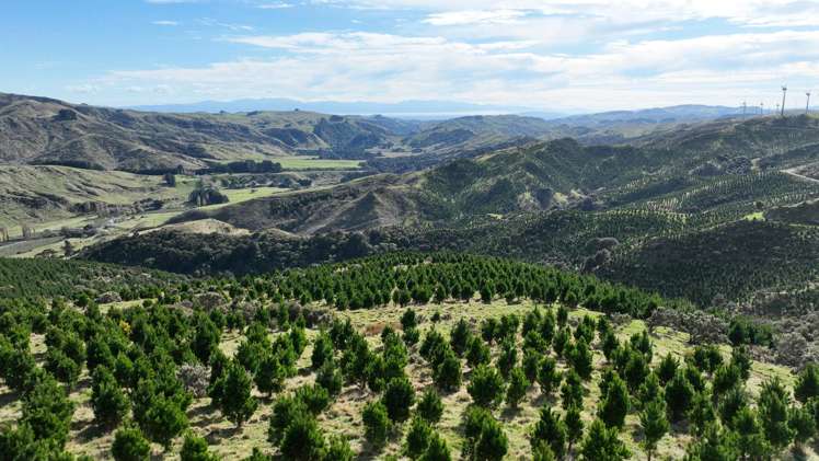 Paruwai Road Ruakokoputuna_1