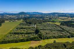 Avocado orchard with capacity to double its production is for sale