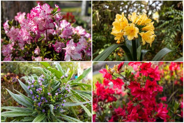 8 Ward Street Springlands_30