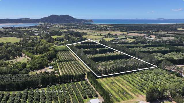 Dream Lifestyle Avocado Orchard