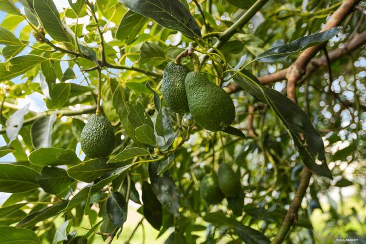 58 Conway Road Paengaroa_31