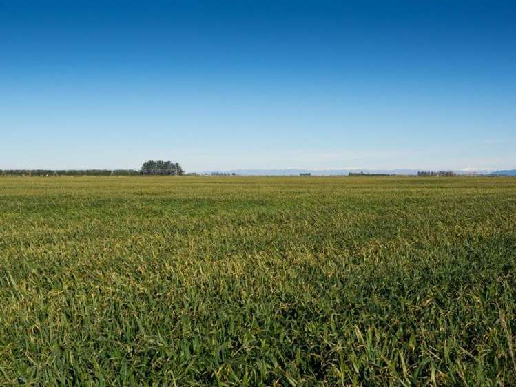 671 Hinds Lismore Road Lismore_7