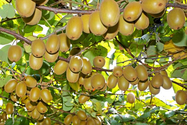 36 Eden Road Pukekohe_6