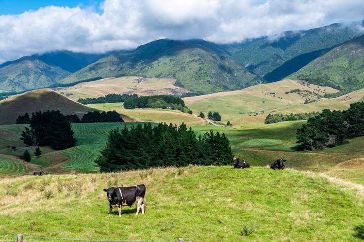 Mangleton Road Central Hawkes Bay Country_9