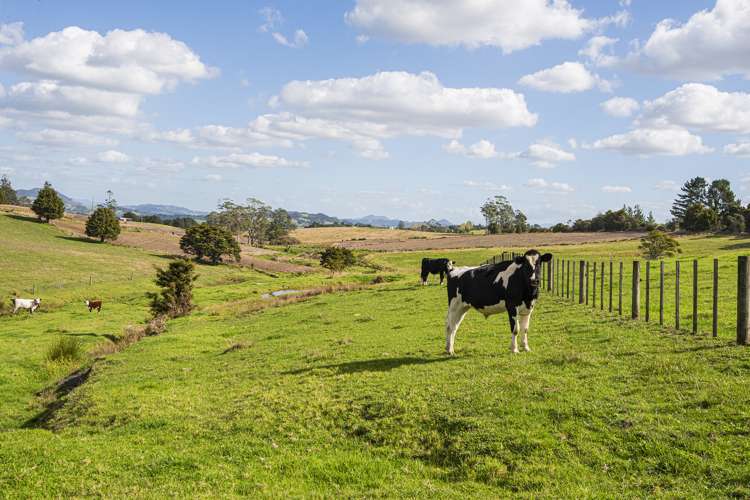 278 Pigs Head Road Hikurangi_10