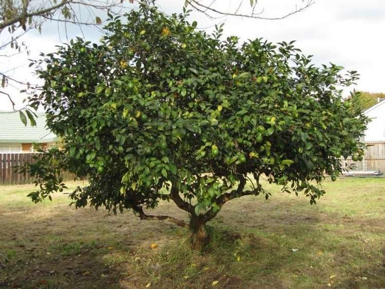 110b Williams Street Cambridge_7