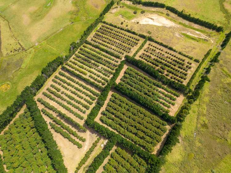 5126 State Highway One Ngataki_7