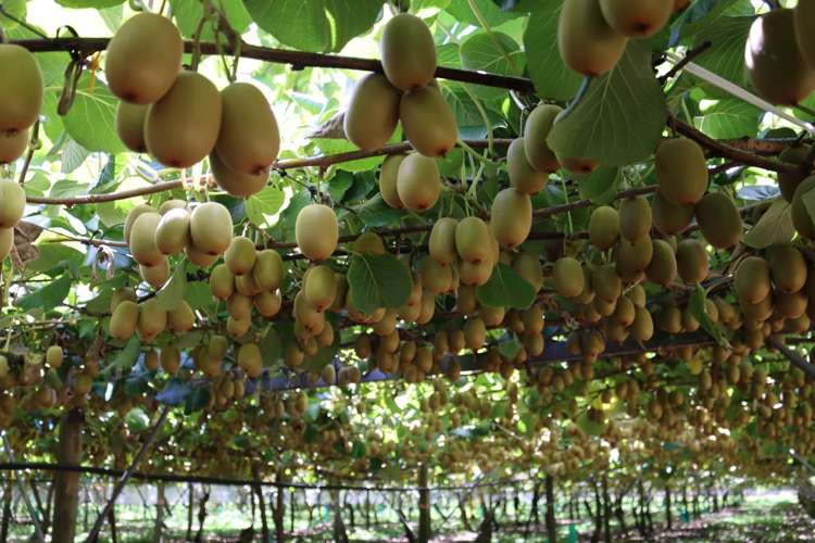 411 Te Rahu Road Whakatane_5