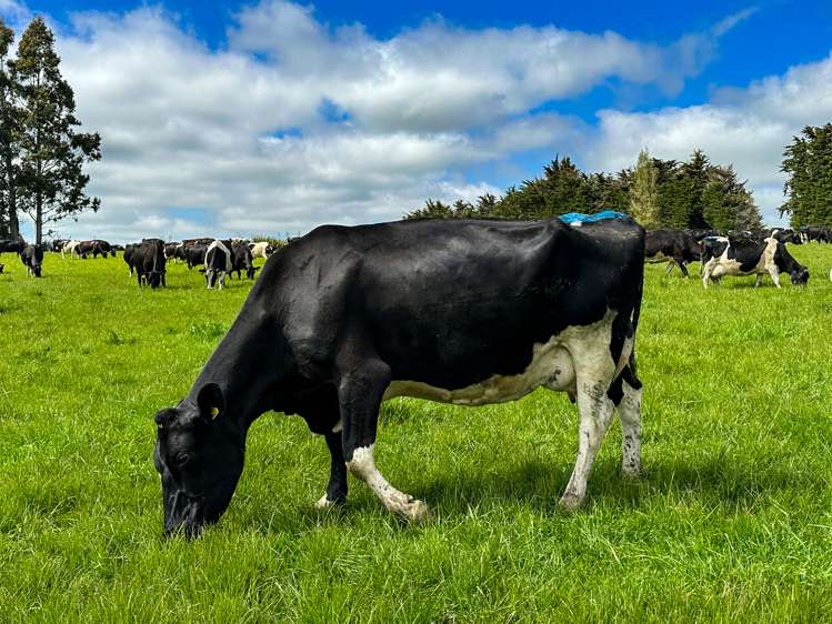 20 Longridge Village Road Winton Surrounds_6