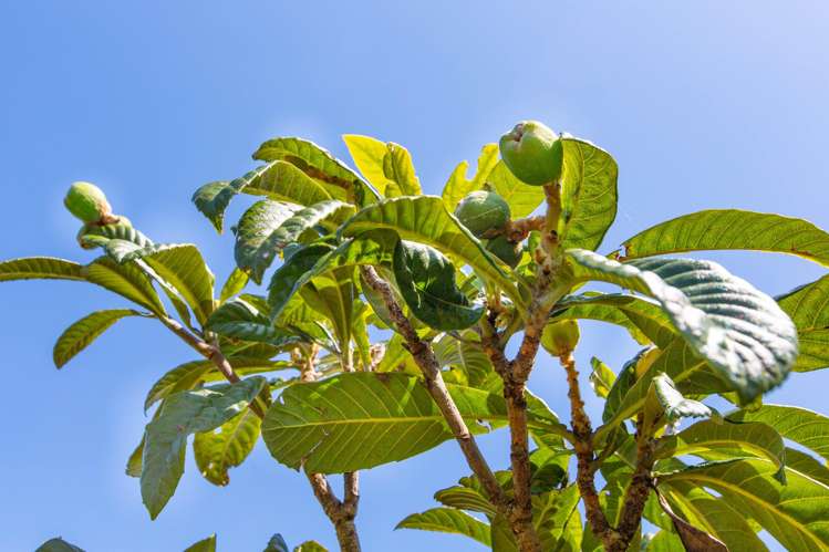 5 Park Drive Raglan_7