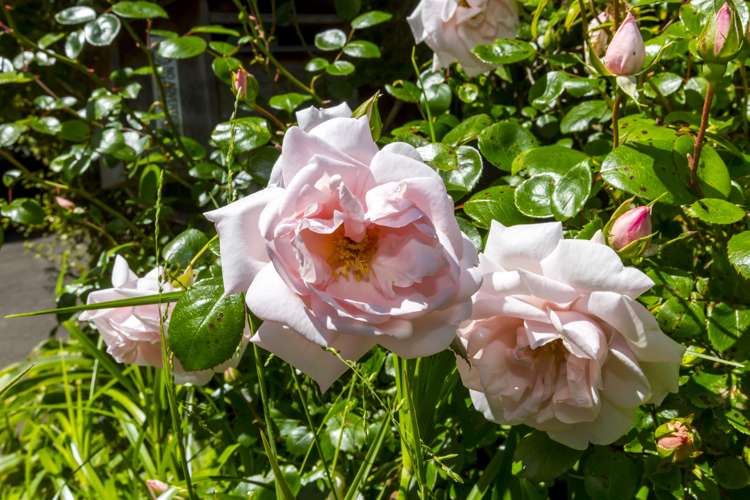 3 Wyndham Road Pinehaven_25