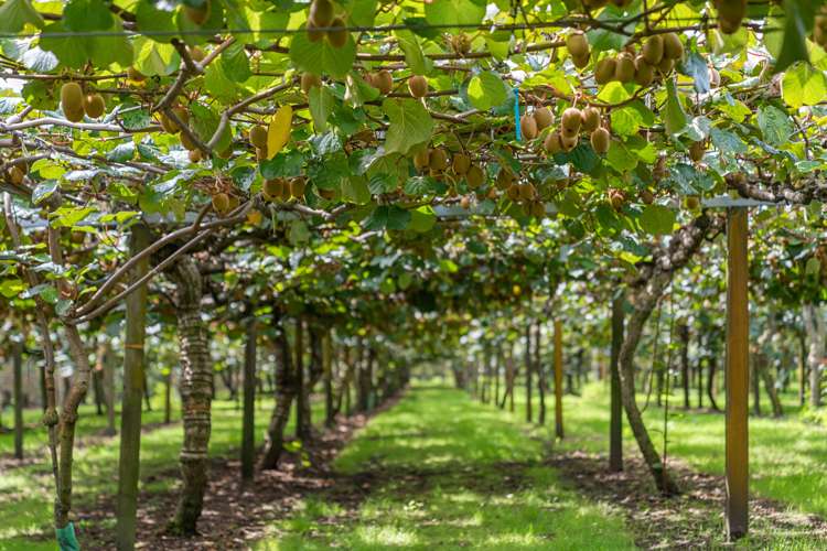 73 Orchard Road Edgecumbe_4