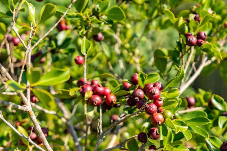 205 Cemetery Road Te Arai_20