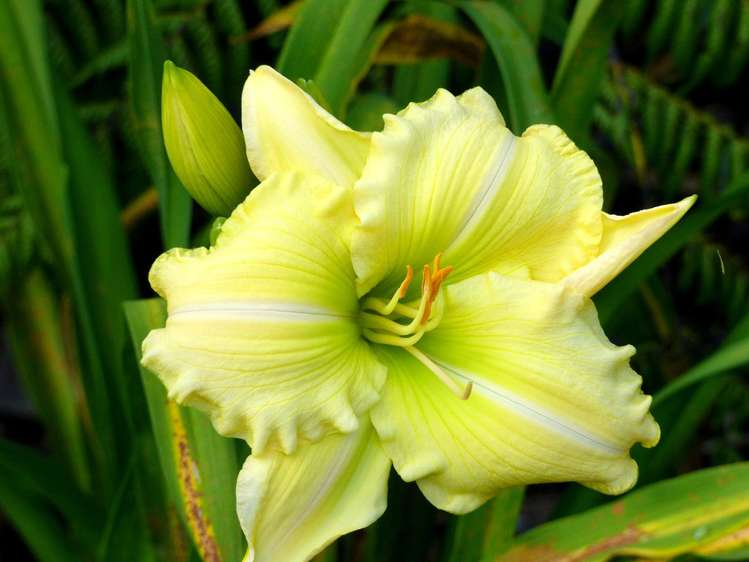 53 Kitewaho Road Swanson_83