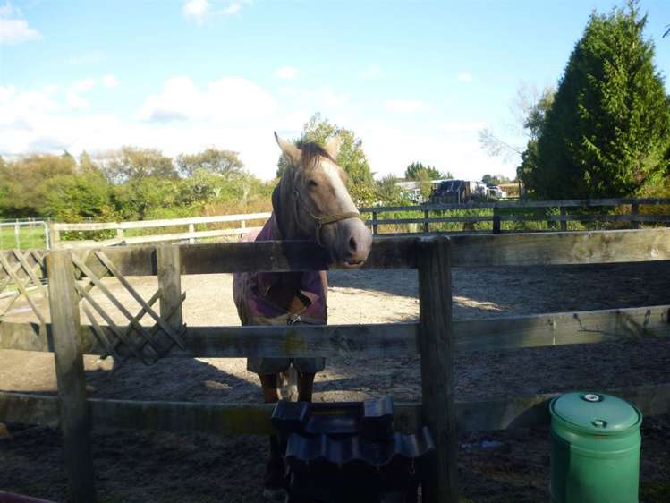 1375 Mcclure Street Pirongia_21