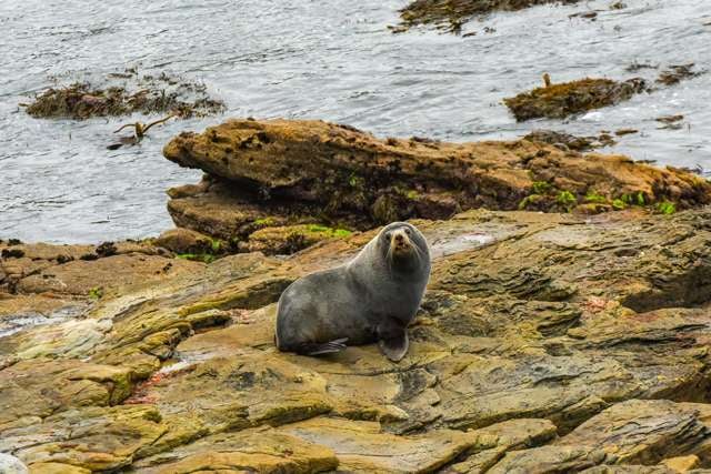 STUNNING AND SERENE SHAG POINT