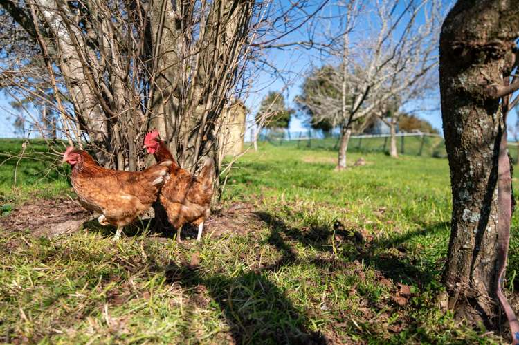 99 Kapukapu Road Hamurana_41