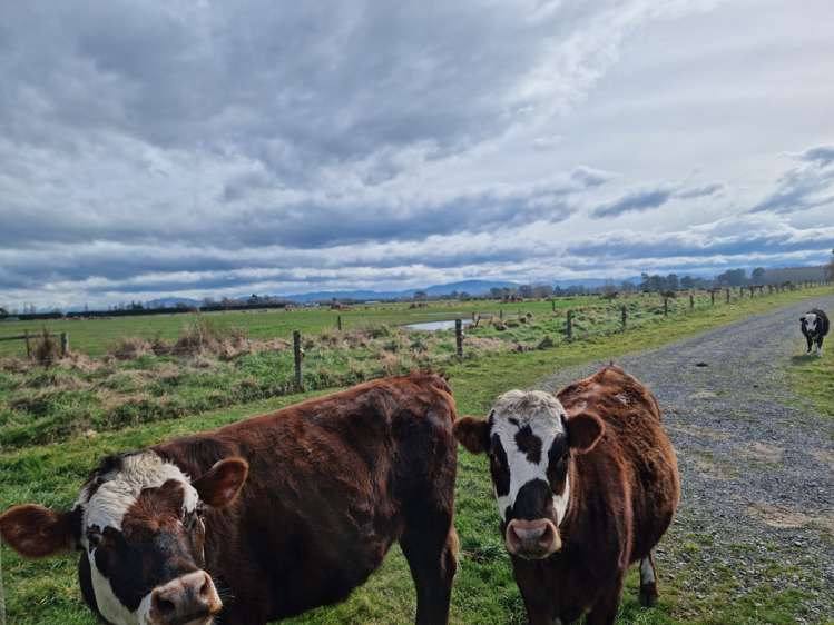 103 Mountvista Road Fernside_9