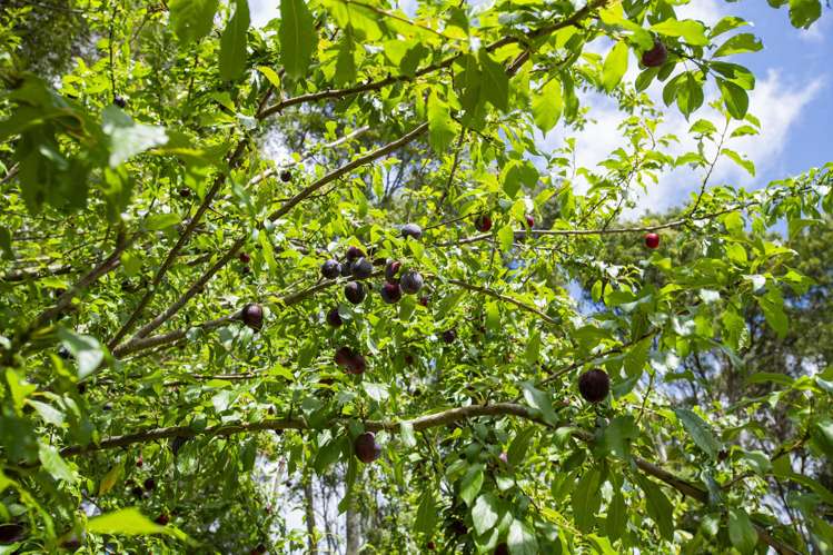 63 Ngakoroa Road Ormond_23