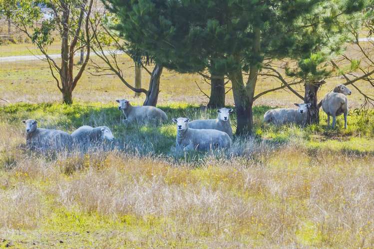 1897 South Eyre Road West Eyreton_25