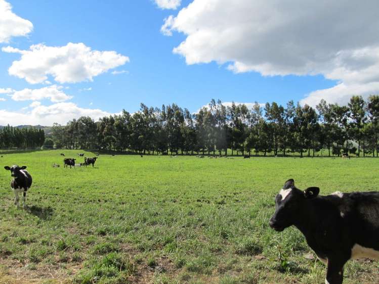 137 Blackman Road Alexandra_3