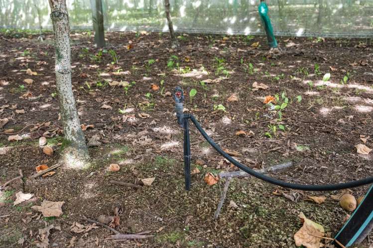 865B Oropi Road Oropi_21