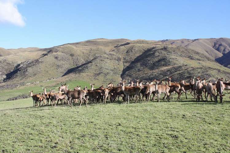 483 School Road Fairlie_6