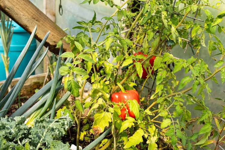 58 Bagnal Road Mangawhai_39