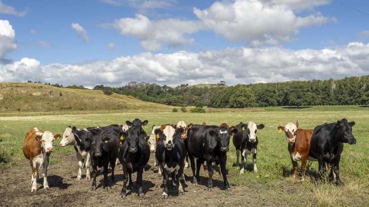 167 Ponatahi Road Martinborough_13