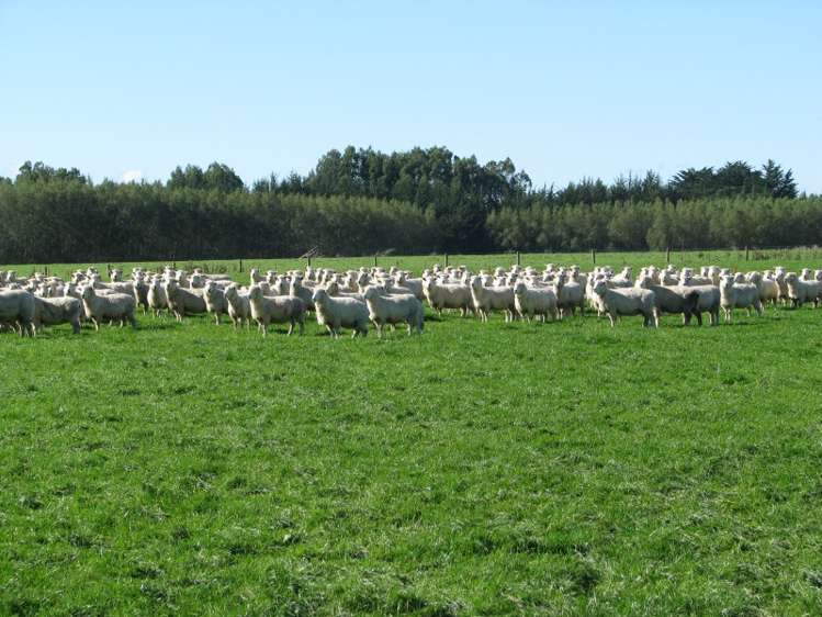 525 Woodlands Morton Mains Road Wyndham Surrounds_9